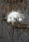 Aigrette garzette