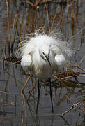 Little Egret