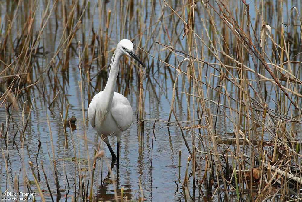 Little Egret