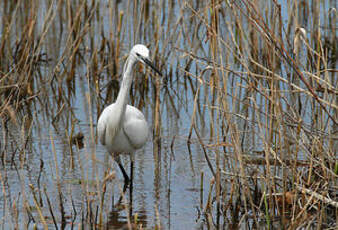 Aigrette garzette