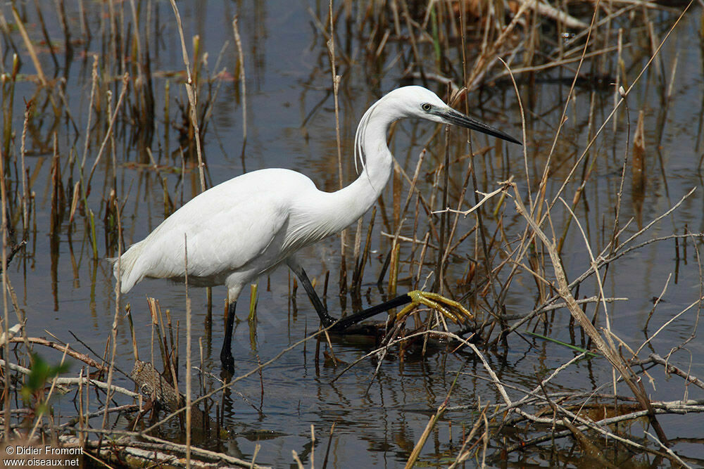 Little Egretadult, fishing/hunting