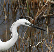 Aigrette garzette