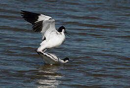 Avocette élégante