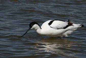 Avocette élégante