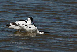 Avocette élégante