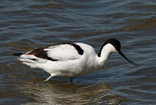 Avocette élégante