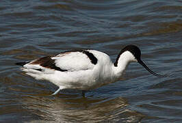 Pied Avocet