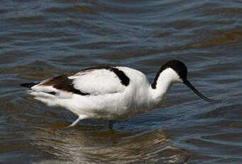 Avocette élégante