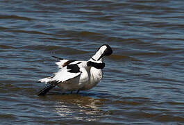 Avocette élégante