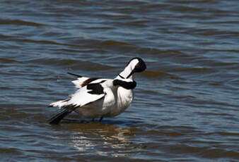 Avocette élégante