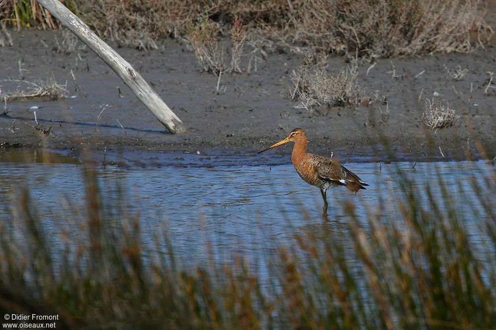 Black-tailed Godwit