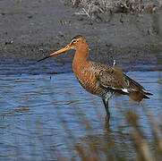 Black-tailed Godwit