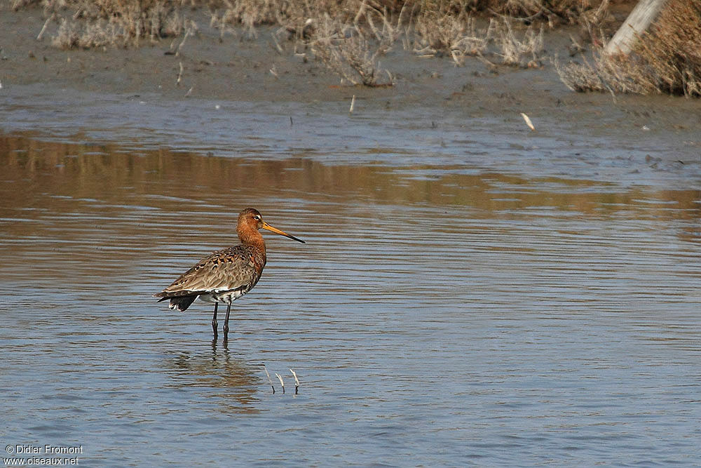 Black-tailed Godwit