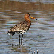 Black-tailed Godwit