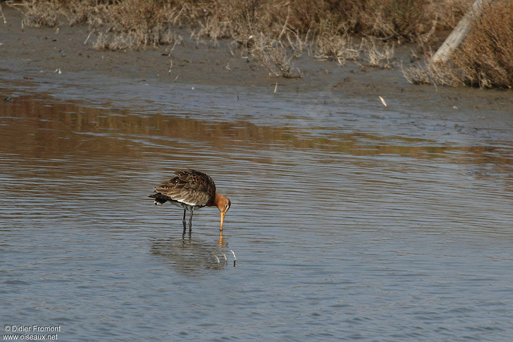 Black-tailed Godwit