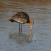 Black-tailed Godwit