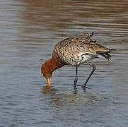 Black-tailed Godwit