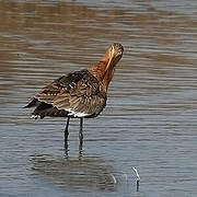 Black-tailed Godwit