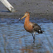 Black-tailed Godwit