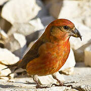 Red Crossbill