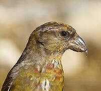 Red Crossbill