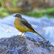 Grey Wagtail