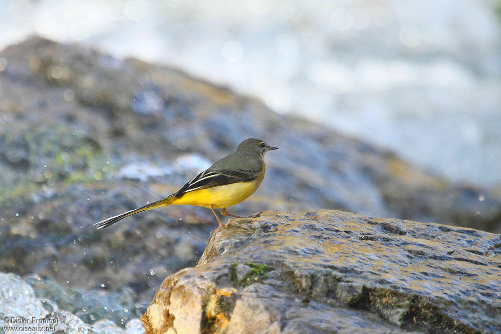 Grey Wagtail