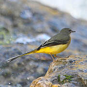 Grey Wagtail