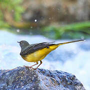 Grey Wagtail