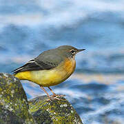 Grey Wagtail