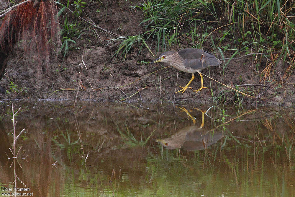 Black-crowned Night HeronSecond year, identification