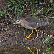 Black-crowned Night Heron