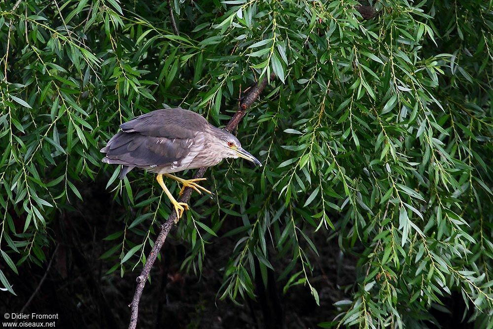 Black-crowned Night Heronjuvenile