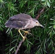 Black-crowned Night Heron