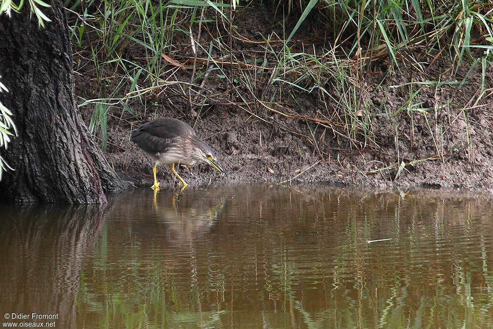 Black-crowned Night Heronjuvenile