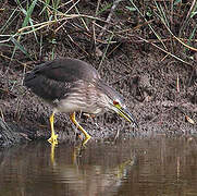 Black-crowned Night Heron