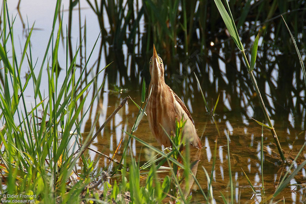 Little Bittern