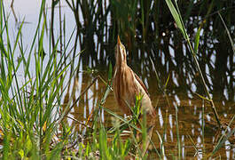 Little Bittern