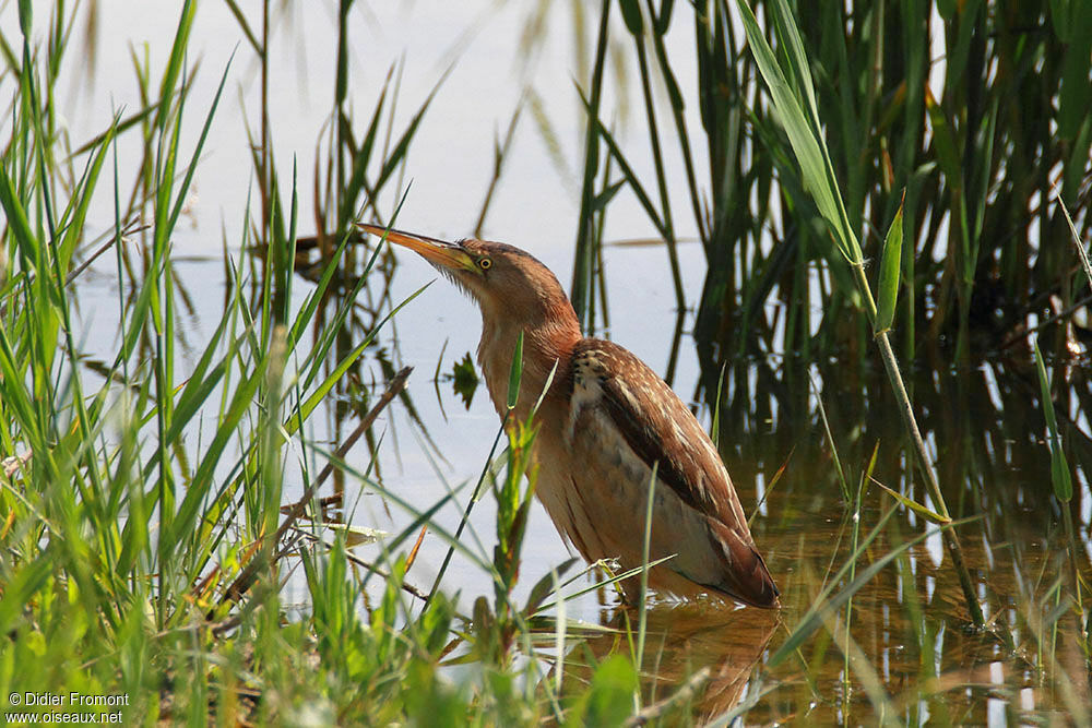 Little Bittern