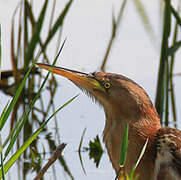 Little Bittern