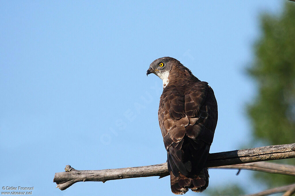 European Honey Buzzard male