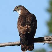 European Honey Buzzard