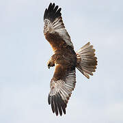 Western Marsh Harrier