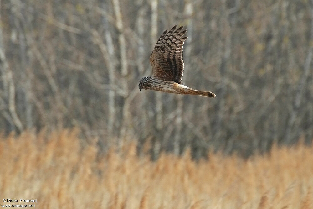 Hen Harrier