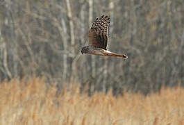 Hen Harrier