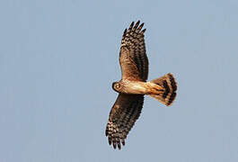 Hen Harrier