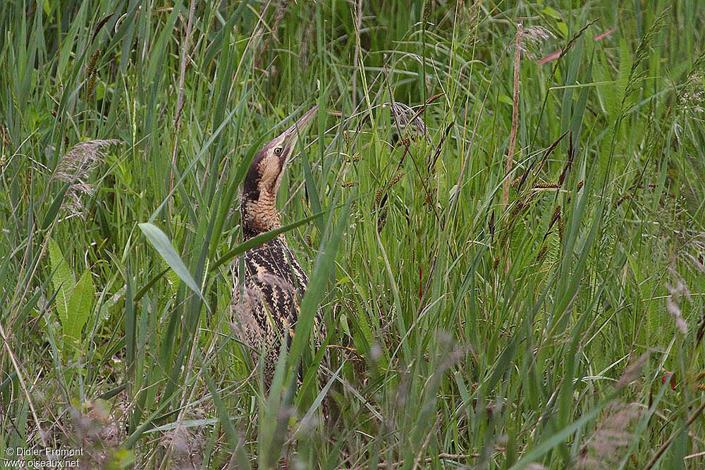 Eurasian Bittern