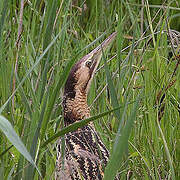 Eurasian Bittern