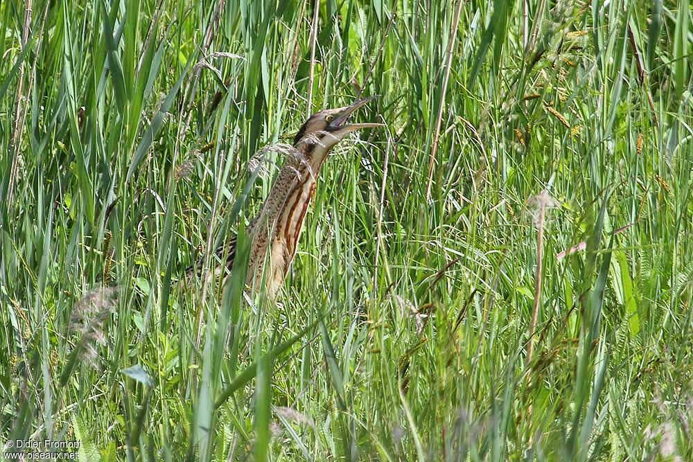 Eurasian Bittern