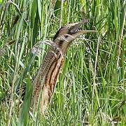 Eurasian Bittern